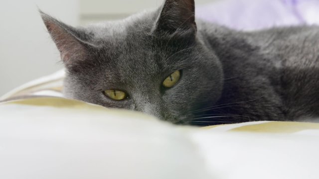 Gray cat relaxing