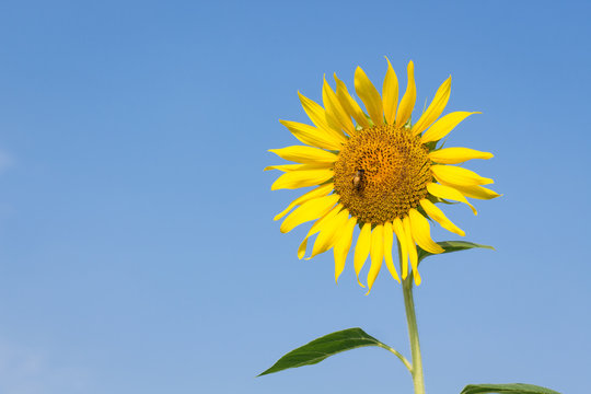 Beautiful sunflower in morning