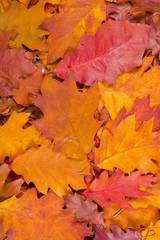 Texture of fallen autumn leaves