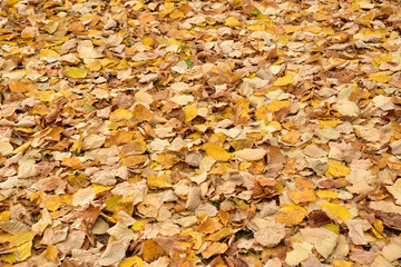Fallen autumn leaves on the ground 