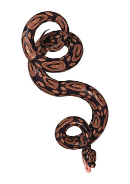 Ball Python on White