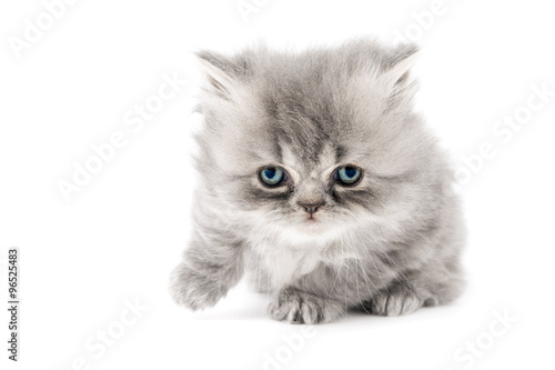 Cucciolo di gatto persiano a pelo lungo tortie grigio con occhi azzurri isolato su sfondo bianco