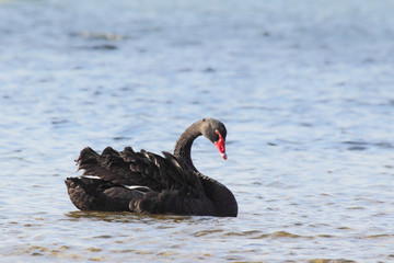 Fototapeta premium Trauerschwan (Cygnus atratus)
