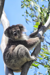 Fototapeta premium Koala (Phascolarctos cinereus)