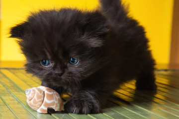 Cerca Immagini Razza Felino