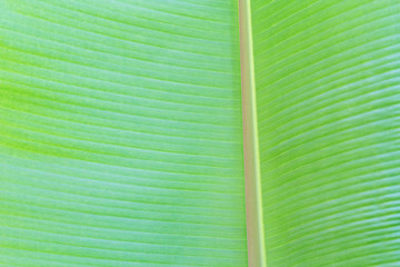 Close up of banana leaf texture