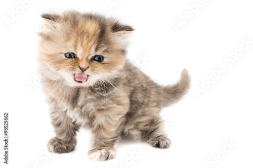 Cucciolo Di Gatto Persiano A Pelo Lungo Tortie Beige Rossiccio