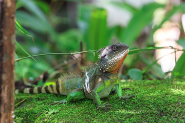 A closeup of the Chinese Water Dragon