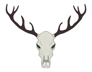 Deer skull vector illustration. Color