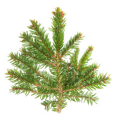 Spruce sprig isolated on white background
