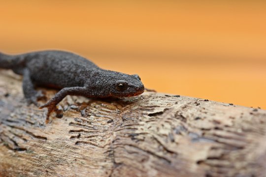 Weiblicher Bergmolch (Ichthyosaura alpestris) in Landtracht 
