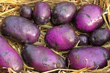 Violette Kartoffeln "Blauer Schwede"auf Stroh
 
