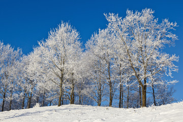 Snowy forest with deciduous trees