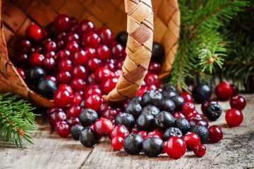 Fresh cranberry and chokeberry poured out of a wicker basket on
