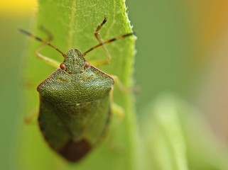 Portrait einer Grünen Stinkwanze (Palomena prasina) 
