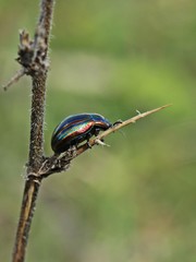 Regenbogen-Blattkäfer (Chrysolina cerealis) auf Weißdorn

