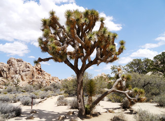 Joshua Tree
