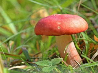 Roter Täubling (Russula spec.) am Dörnberg 
