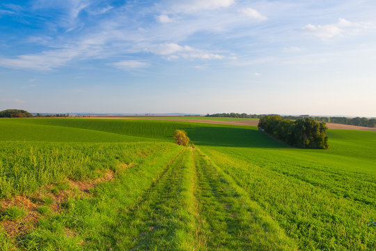 Path between green fields © Vincent