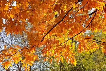 branch autumn trees with yellow leaves
