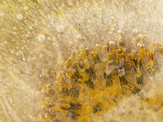 lemon-yellow organic abstraction