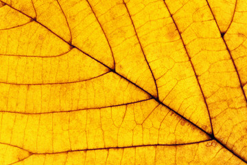 Naklejka na ściany i meble Extreme Closeup of a Yellow Autumn Leaf