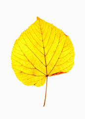 Closeup of Autumn Leaf - Isolated on White