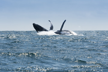Naklejka premium Two Humpback Whales jumping in Machalilla national park, Ecuador