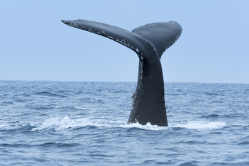 Naklejka premium Humpback Whale in Machalilla national park, Ecuador