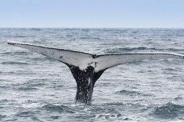 Naklejka premium Humpback Whale in Machalilla national park, Ecuador