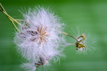 white fluffy dandelion