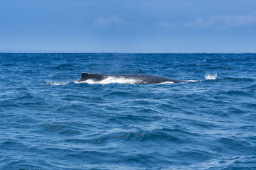Fototapeta premium Humpback whale sailing in Machalilla national park, Ecuador