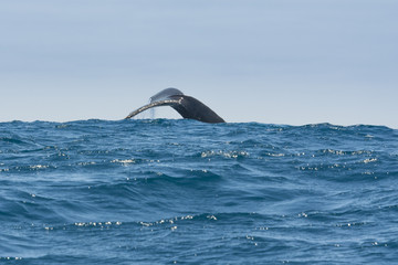 Humpback whale sailing in Puerto Lopez, Ecuador