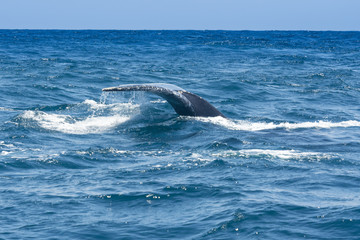 Obraz premium Ballena jorobada navegando en el Parque Nacional Machalilla, Ecuador