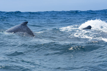 Humpback whales sailing in Machalilla national park, Ecuador