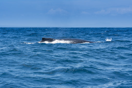 Humpback whale sailing in Machalilla national park, Ecuador