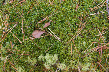 Green mossy soil