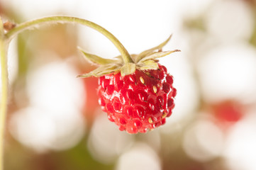 wild strawberry