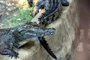 the Nile crocodile