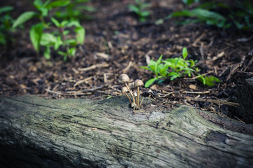 Small mushrooms growing outside