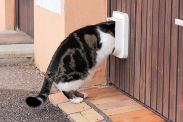 Eine Katze geht durch die Katzenklappe