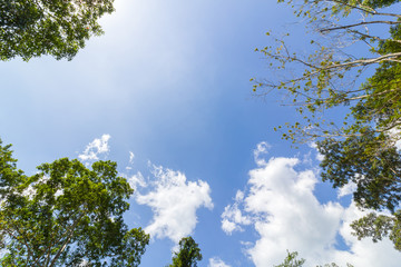 Blue sky and leafs of tree