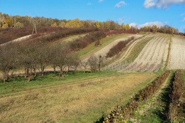 Fototapeta na wymiar rural landcape, orchards on the hill
