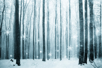 Beautiful winter snowy foggy beech forest scene with added snowflakes. Snowfall in magic foggy forest landscape.