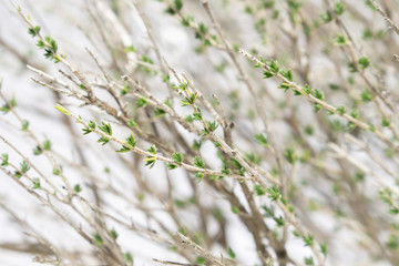 Close-up of branches of thyme shrub on snowy background. Winter.