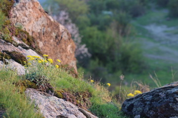  The moss on the rocks in the mountains