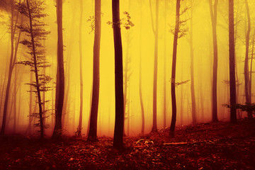 Fototapeta premium Fire red saturated autumn season foggy forest landscape background. Oversaturated yellow red forest trees background.