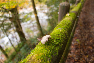 Fallen leaves on the moss. autumn
