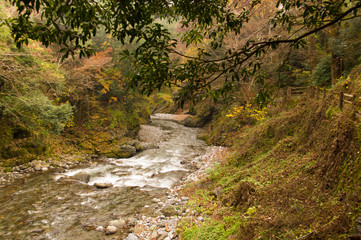 Autumn leaves and river in the mountains.

