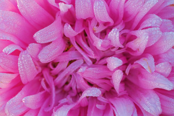 pink aster